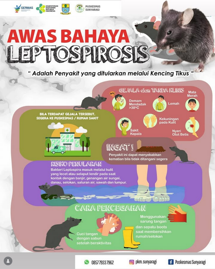 Awas Bahaya Leptospirosis
